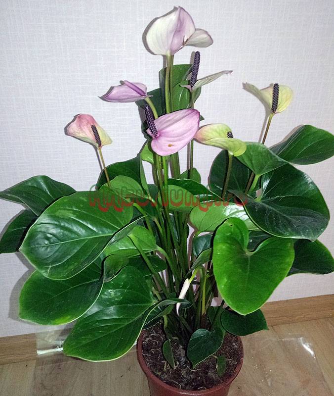 Цветок-фламинго – роскошное украшение интерьера. советы по уходу за антуриумом дакота и фото растения