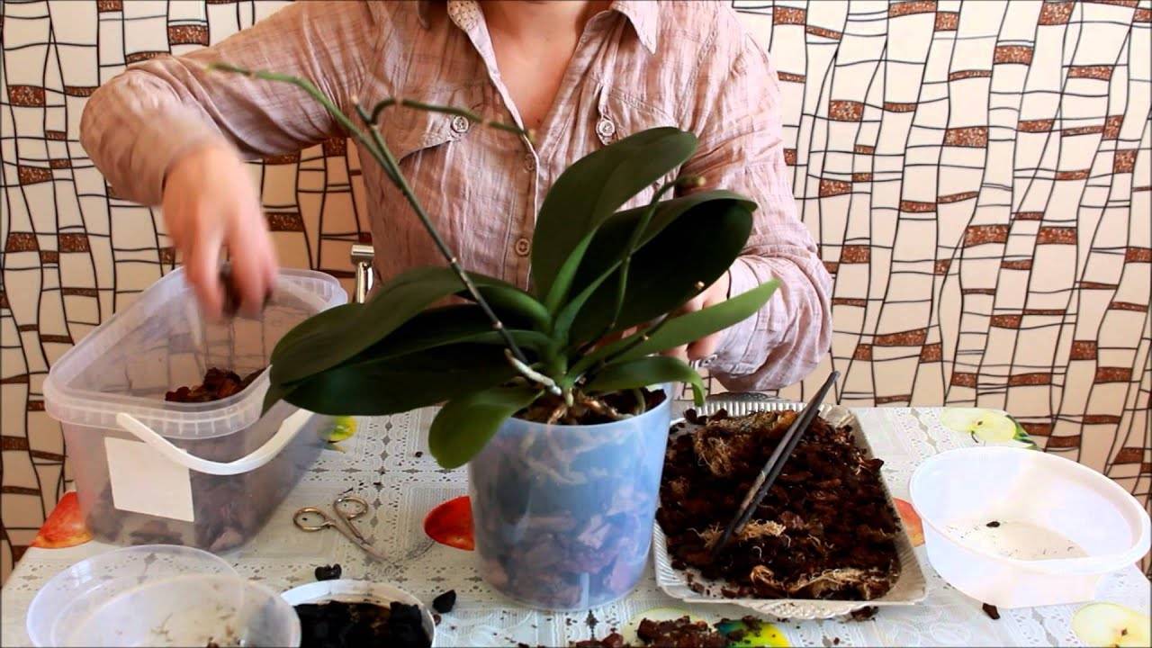 Как пересадить орхидею в домашних условиях в другой горшок