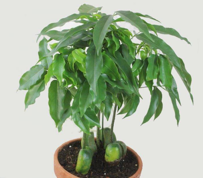 Каштан — дерево с цветами, описание, как посадить и вырастить