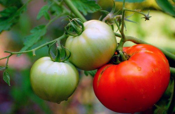 Почему выращивание томатов по методу маслова вновь становится популярным