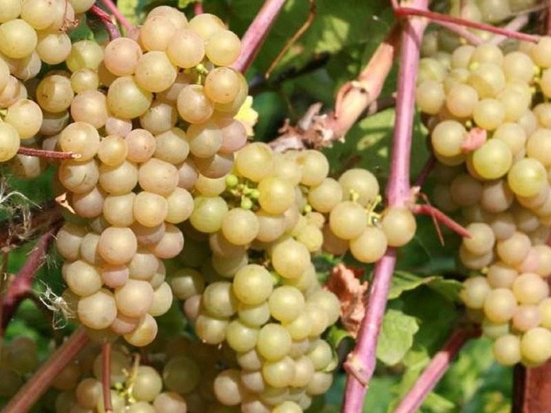 Виноград «лидия»: описание сорта, фото и отзывы