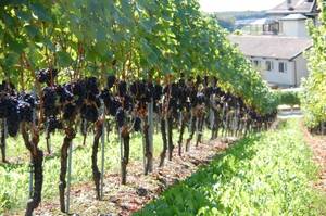 Как самостоятельно вырастить виноград из косточки