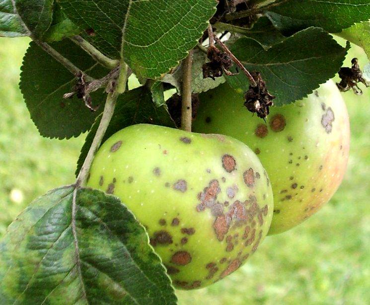 Болезни яблони, профилактика и лечение заболеваний яблоневого сада