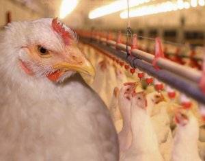 Описание и способы лечения основных болезней цыплят