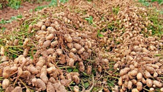 Как выглядит рассада арахиса. выращивание арахиса в открытом грунте: посадка и уход.