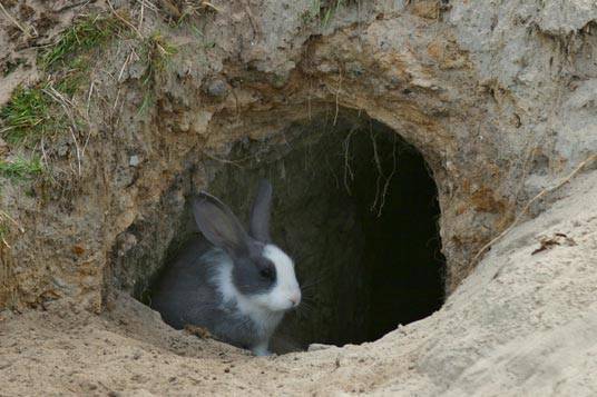 Разведение и содержание кроликов в яме