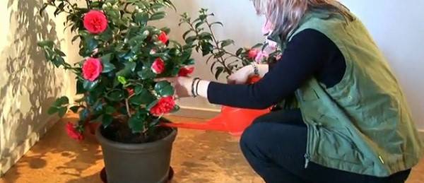 Камелия (camellia japonica). уход и размножение в домашних условиях.