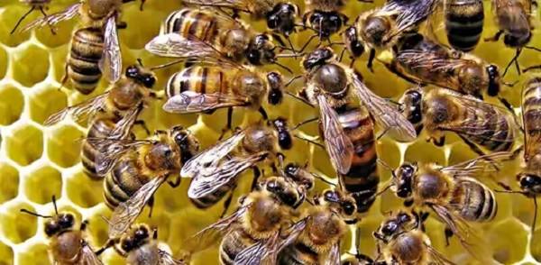 Отводки пчел: советы начинающим пчеловодам