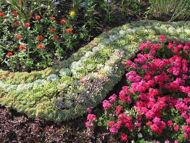 Неприхотливые долгоцветущие многолетники для сада