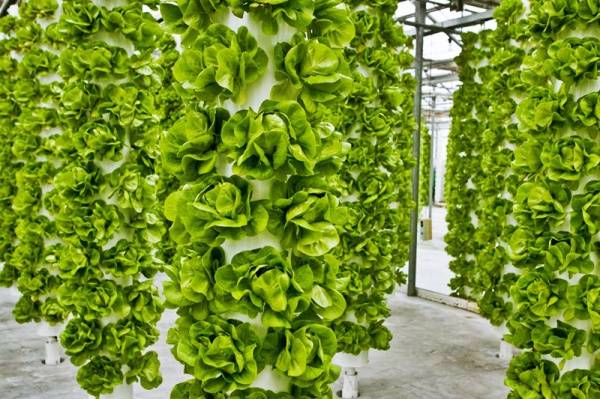 Гидропоника: оборудование для выращивания овощей дома