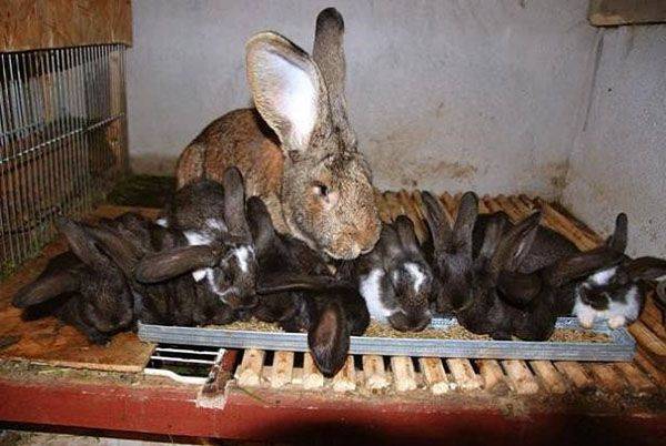 Развитие крольчат после рождения