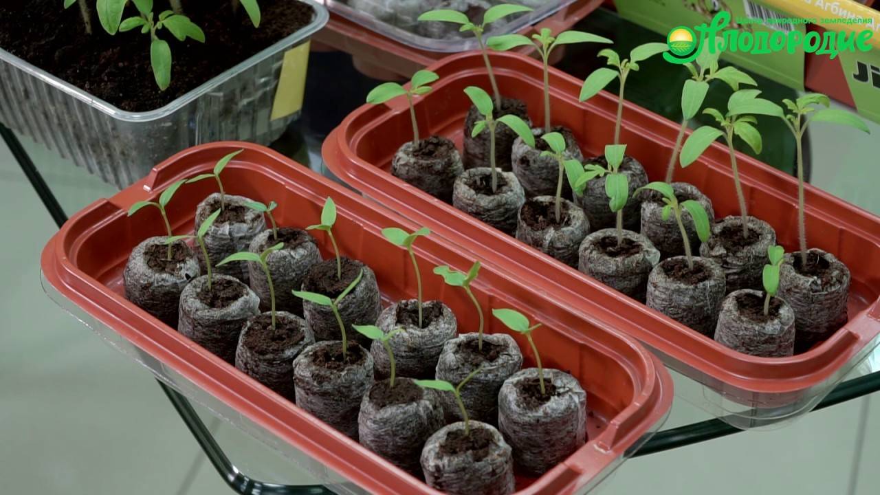 Как вырастить рассаду томатов в домашних условиях?