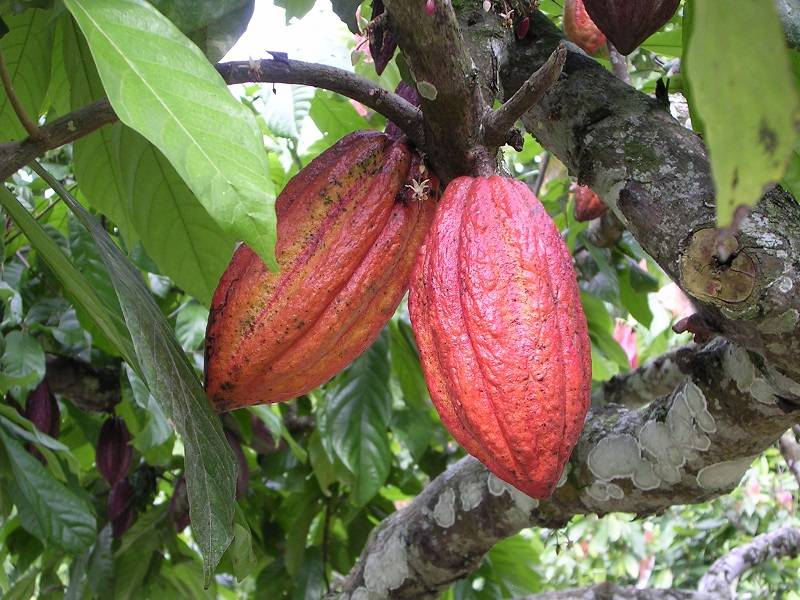 Шоколадное дерево какао