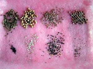Способы стратификации семян в домашней обстановке