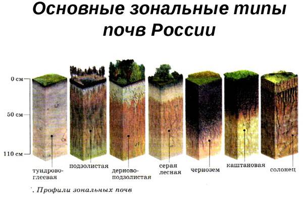 Таблица “почвы и природные зоны”