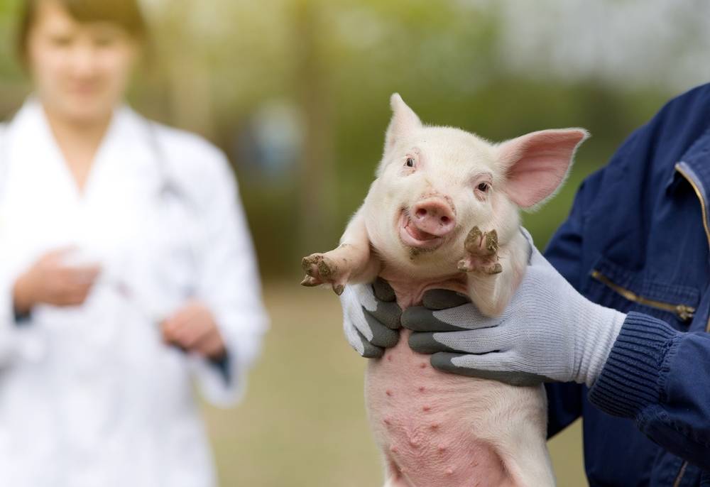 Причины и симптомы рожи свиней, методы лечения и профилактики