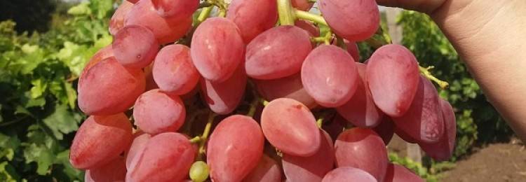 Велес – виноград без косточек: уход и выращивание розового кишмиша на участке