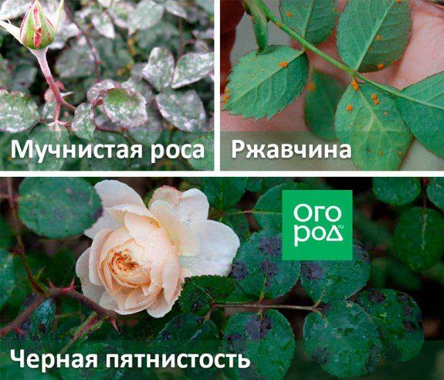 Болезни плетистых роз и их лечение народными методами и фунгицидами