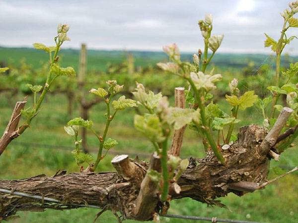 Как правильно развести железный купорос для обработки винограда весной