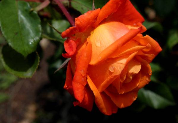 Черенкование роз — способ простой и эффективный
