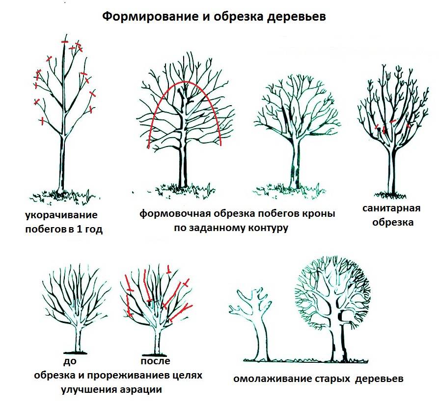 Обрезка сливы весной – простое приемы, увеличивающие плодоношение дерева