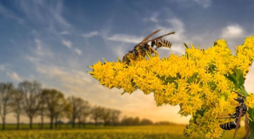 Амброзия полыннолистная – фото растения, как выглядит, виды, борьба с амброзией, штрафы, когда и где цветет амброзия