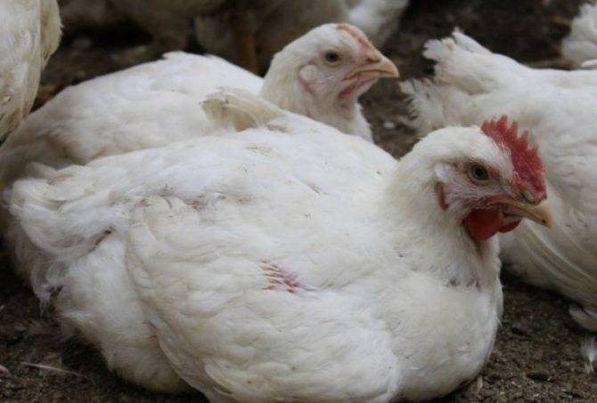 Правила кормления цыплят несушек в домашних условиях