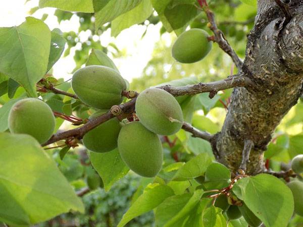 Абрикос фаворит – сладкие и сочные плоды для всей семьи