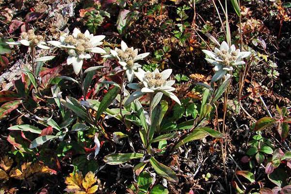 Как выглядит эдельвейс фото. эдельвейс альпийский: описание и выращивание цветка