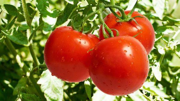 Как выбрать самое лучшее удобрение для рассады и тепличных томатов и не ошибиться: топ лучших средств  этого года