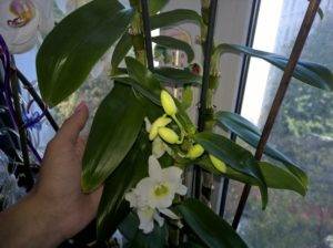 Уход за орхидеей дендробиум в домашних условиях (а-я)
