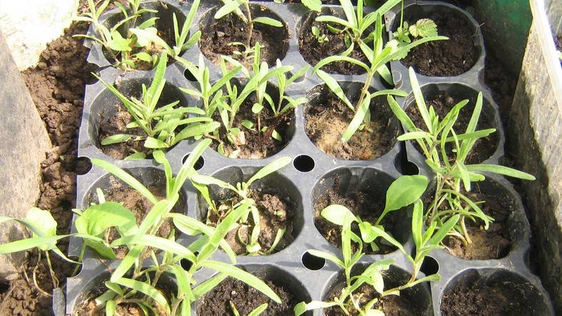 Многолетняя гипсофила: посадка и уход в открытом грунте, фото, выращивание из семян