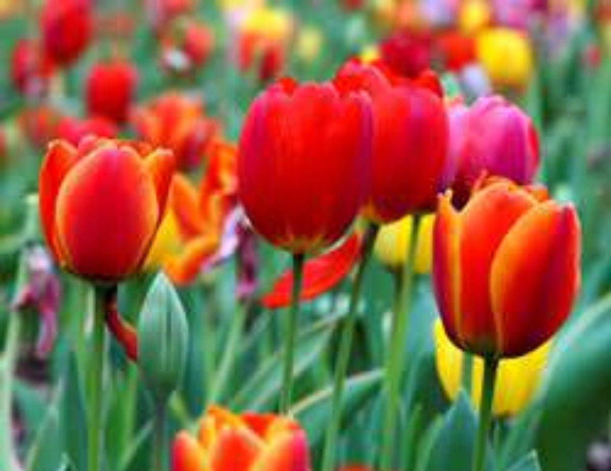 Нежный букет к 8 марта — выгонка тюльпанов дома
