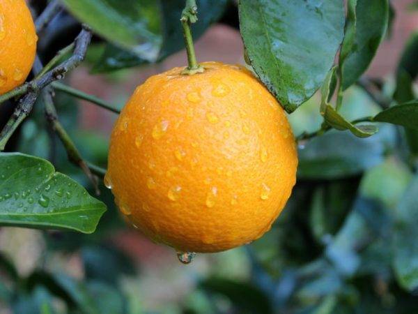 Как отличить лимон от апельсина. ошибки при выращивании цитрусовых (лимон, мандарин).