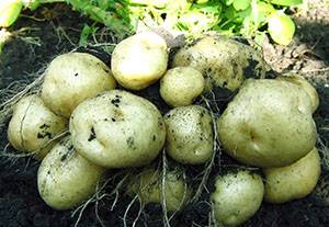 Картофель в бочке – максимальный урожай с минимальной площади