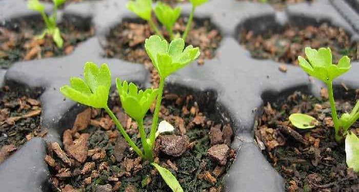 Сельдерей: выращивание из семян, когда сажать, посадка и уход в открытом грунте