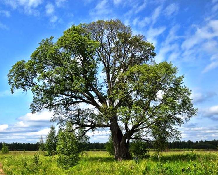 Дерево вяз гладкий: описание и особенности выращивания