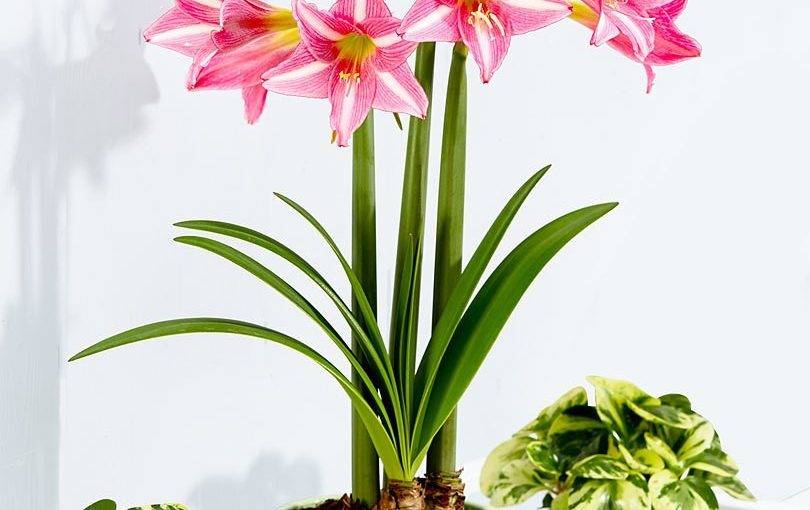 Прекрасный домашний цветок амариллис*