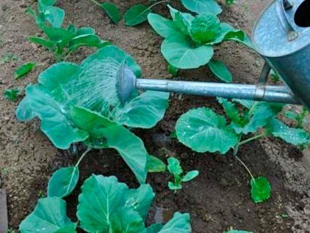 Выращивание брокколи безрассадным способом: эффективный и простой метод