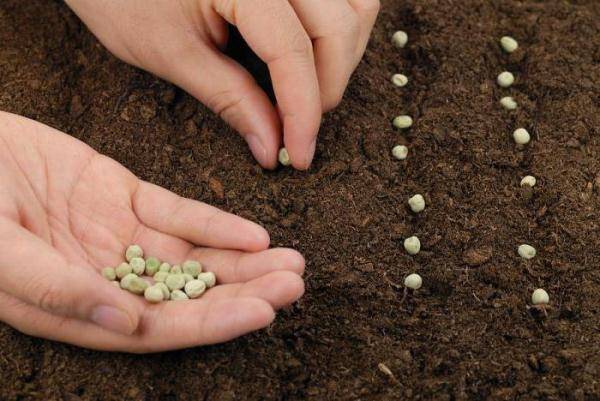 Как выращивать горох в открытом грунте: советы дачникам