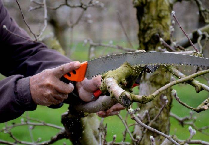 Обрезка яблони весной для начинающих: когда и как правильно ее делать