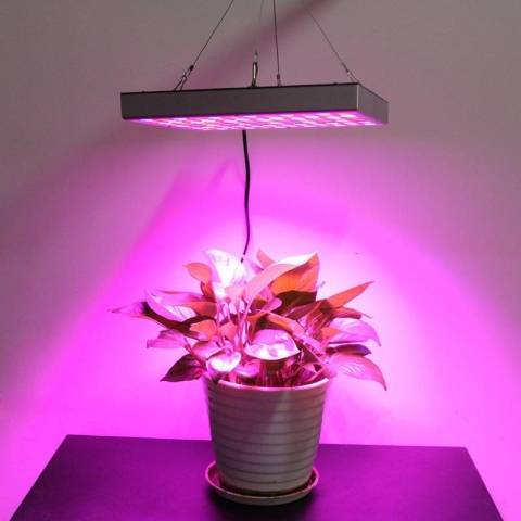 Какие лампы лучше подходят для выращивания растений?