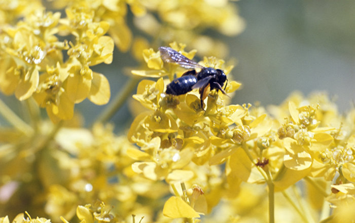 Укусила пчела – что делать в домашних условиях, неотложная доврачебная помощь