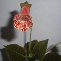 Колерия (kohleria regel) – домашние цветы