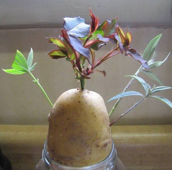 Как укоренить розу из букета в домашних условиях в картошке
