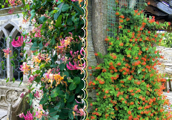 Жимолость каприфоль: секреты выращивания ароматной лианы