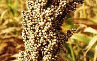 Советы по посеву и выращиванию зернового сорго