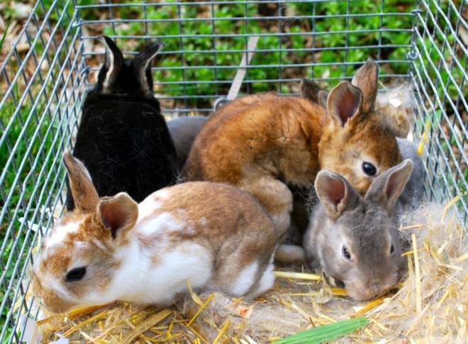 Выращивание и разведение кроликов в яме