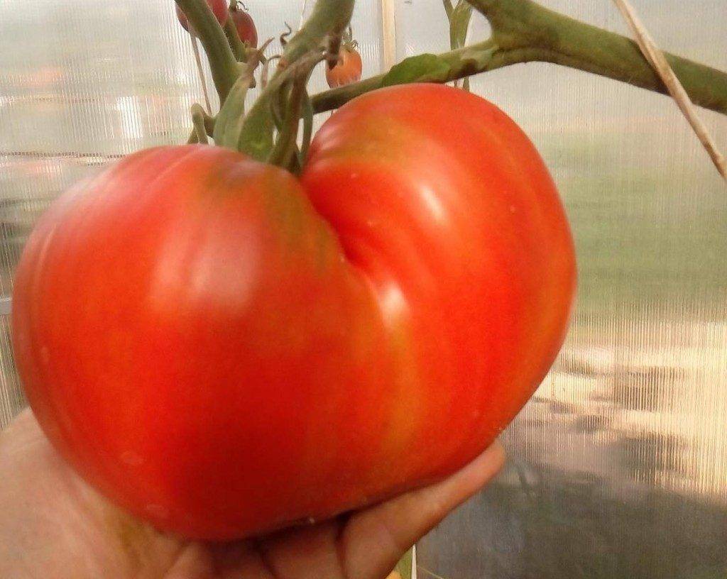 Крупный томат Мишка косолапый на дачных грядках