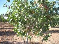 Любитель засухи и зноя — фисташковое дерево. фисташки: где и как растут, как вырастить дома и полезные свойства